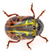 CHRYSOMELIDAE CASSIDINAE